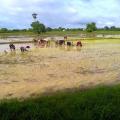 Cambodia Travel Trails