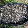 Cambodia Travel Trails