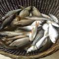 Cambodia Travel Trails