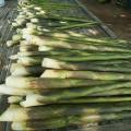 Cambodia Travel Trails