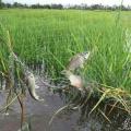 Cambodia Travel Trails