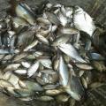 Cambodia Travel Trails