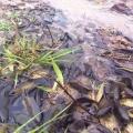 Cambodia Travel Trails