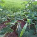 Cambodia Travel Trails