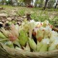 Cambodia Travel Trails