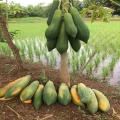 Cambodia Travel Trails